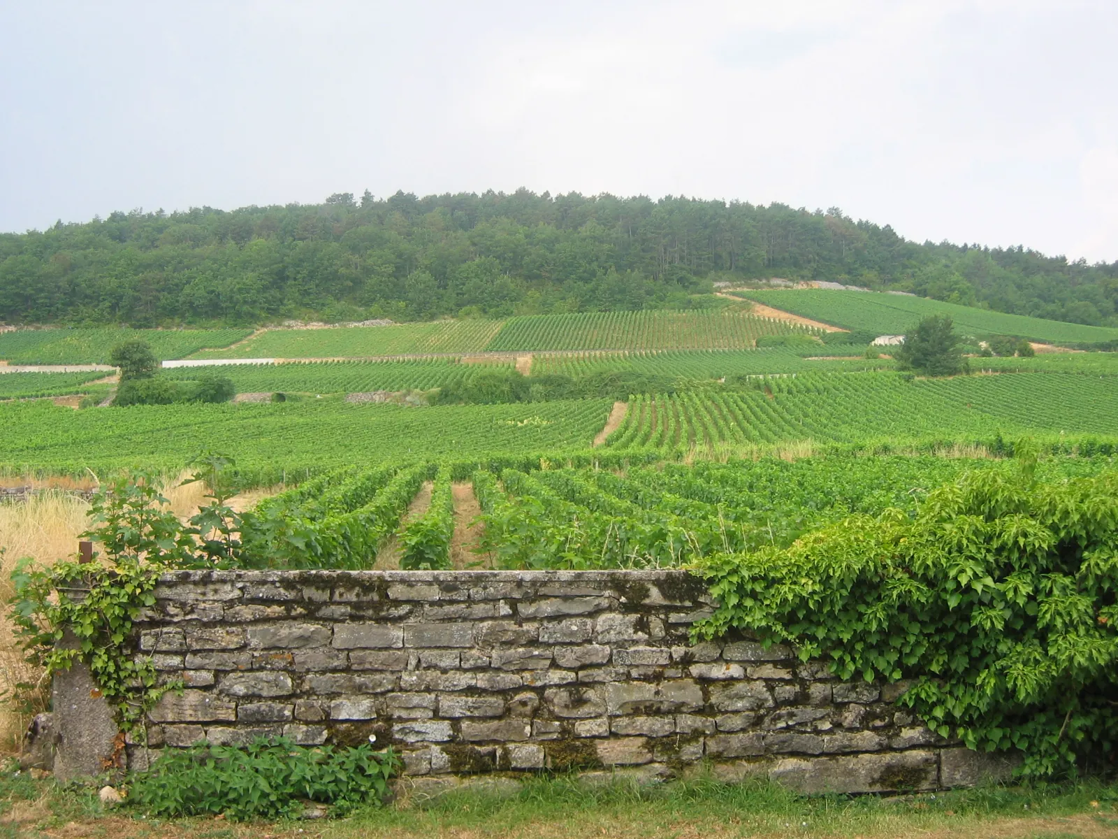 Vue de Gevrey-Chambertin
