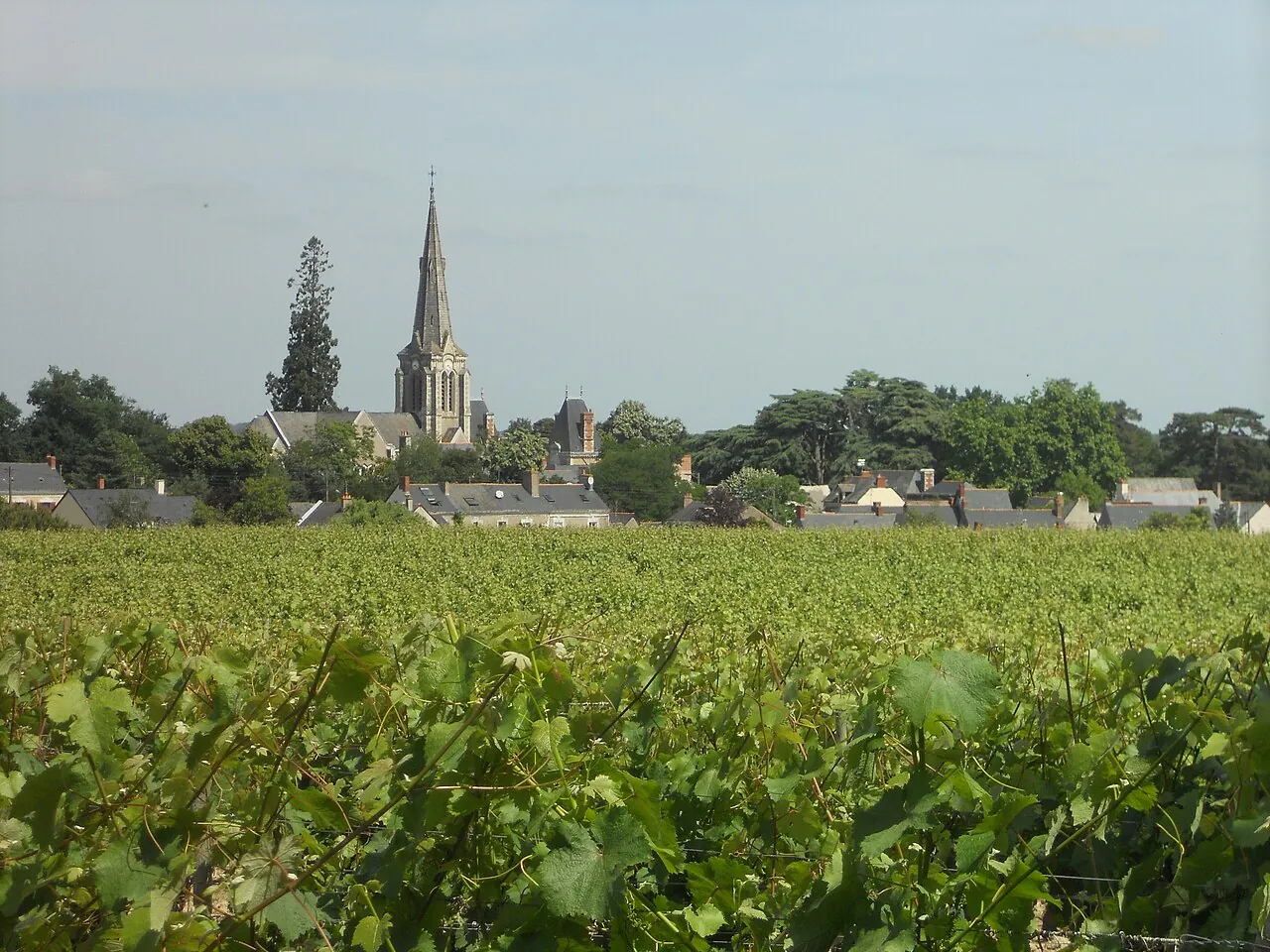 Vue de Savennières
