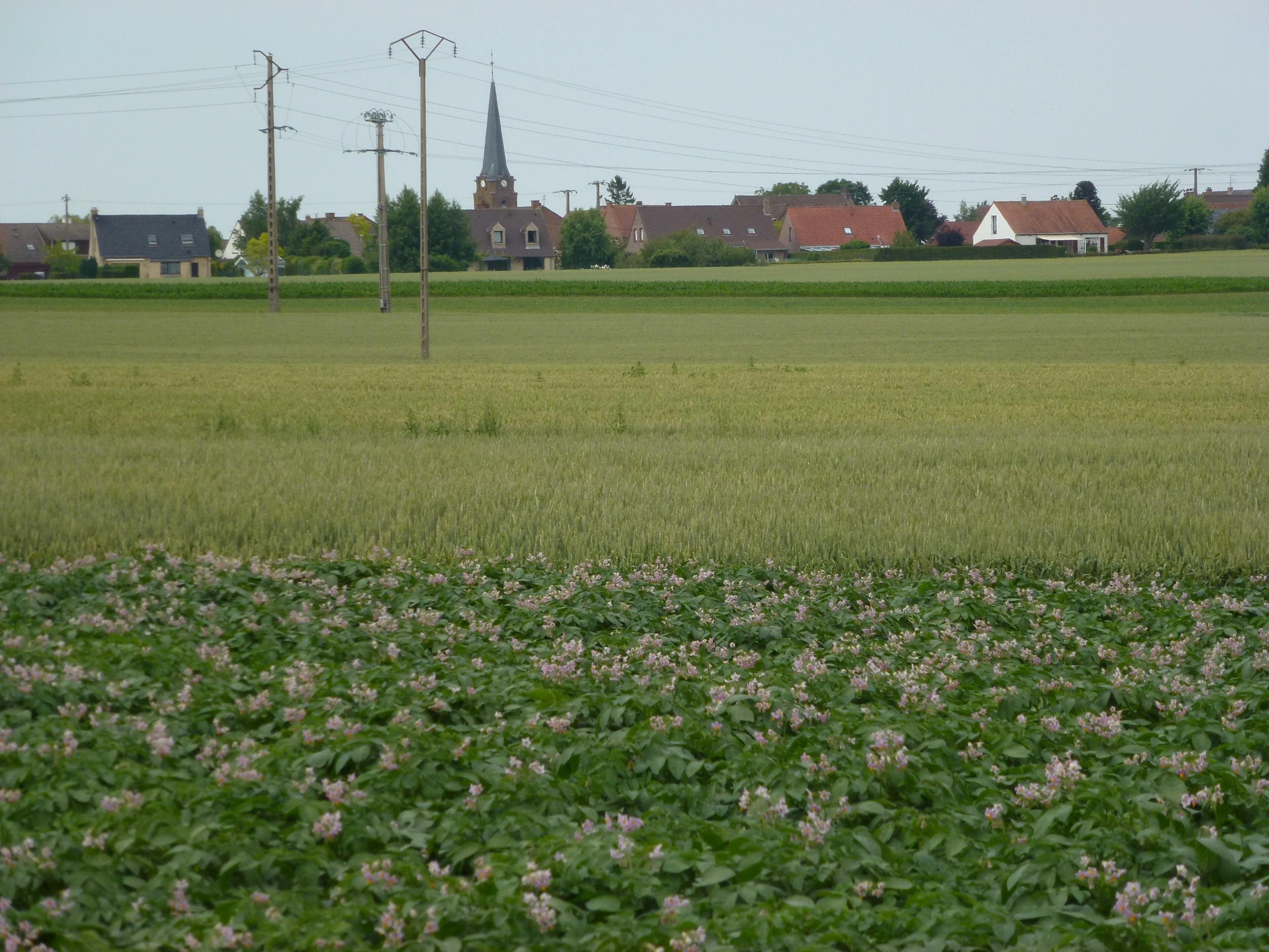Vue de Saint-Sylvestre-Cappel