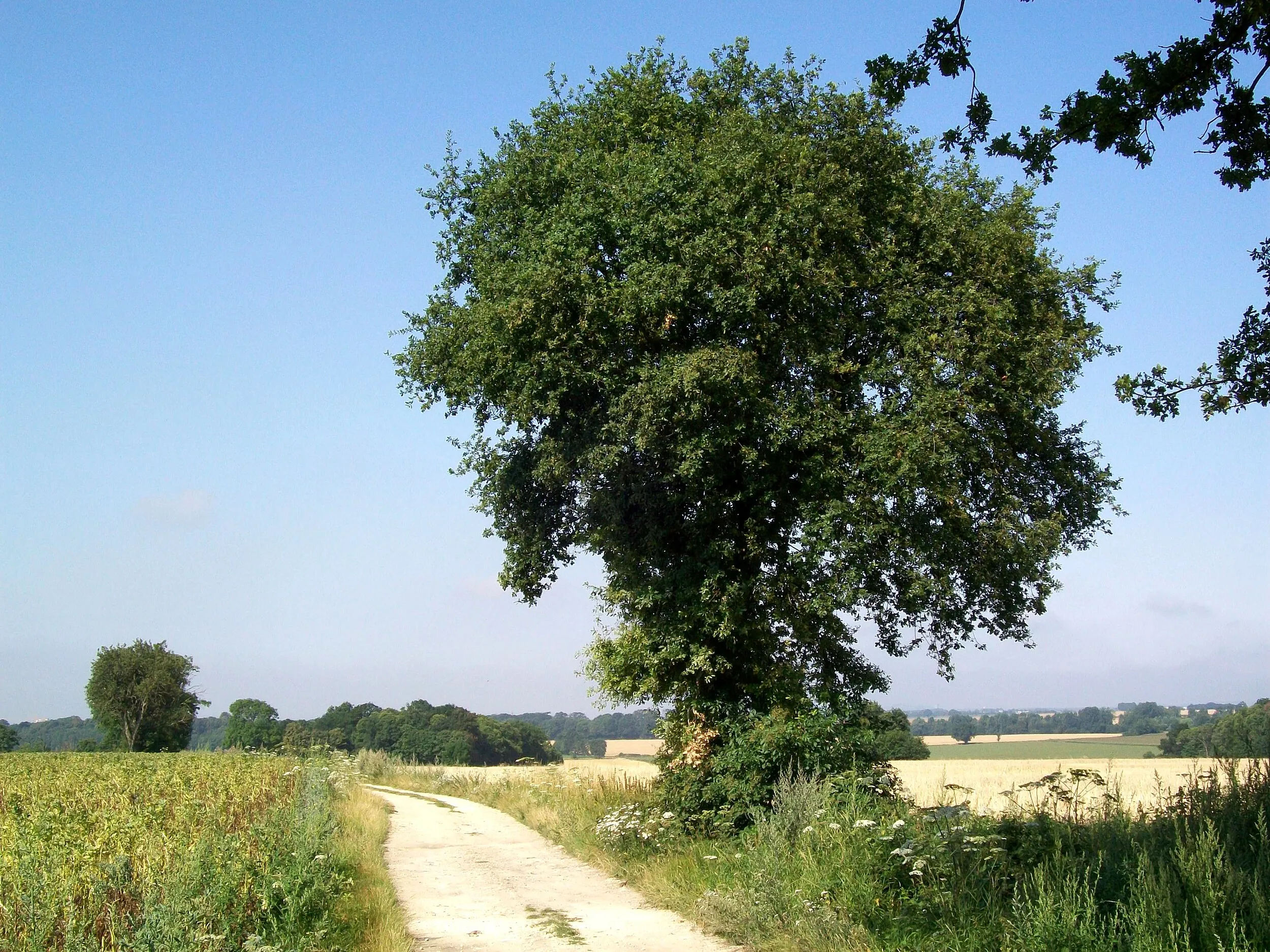 Vue de Plailly
