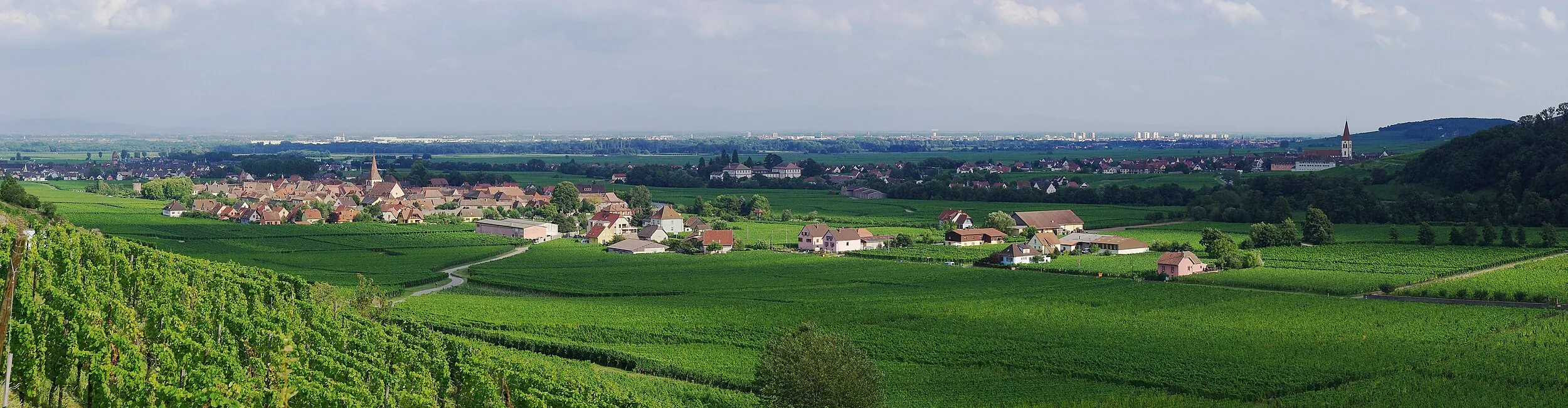 Vue de Kaysersberg Vignoble