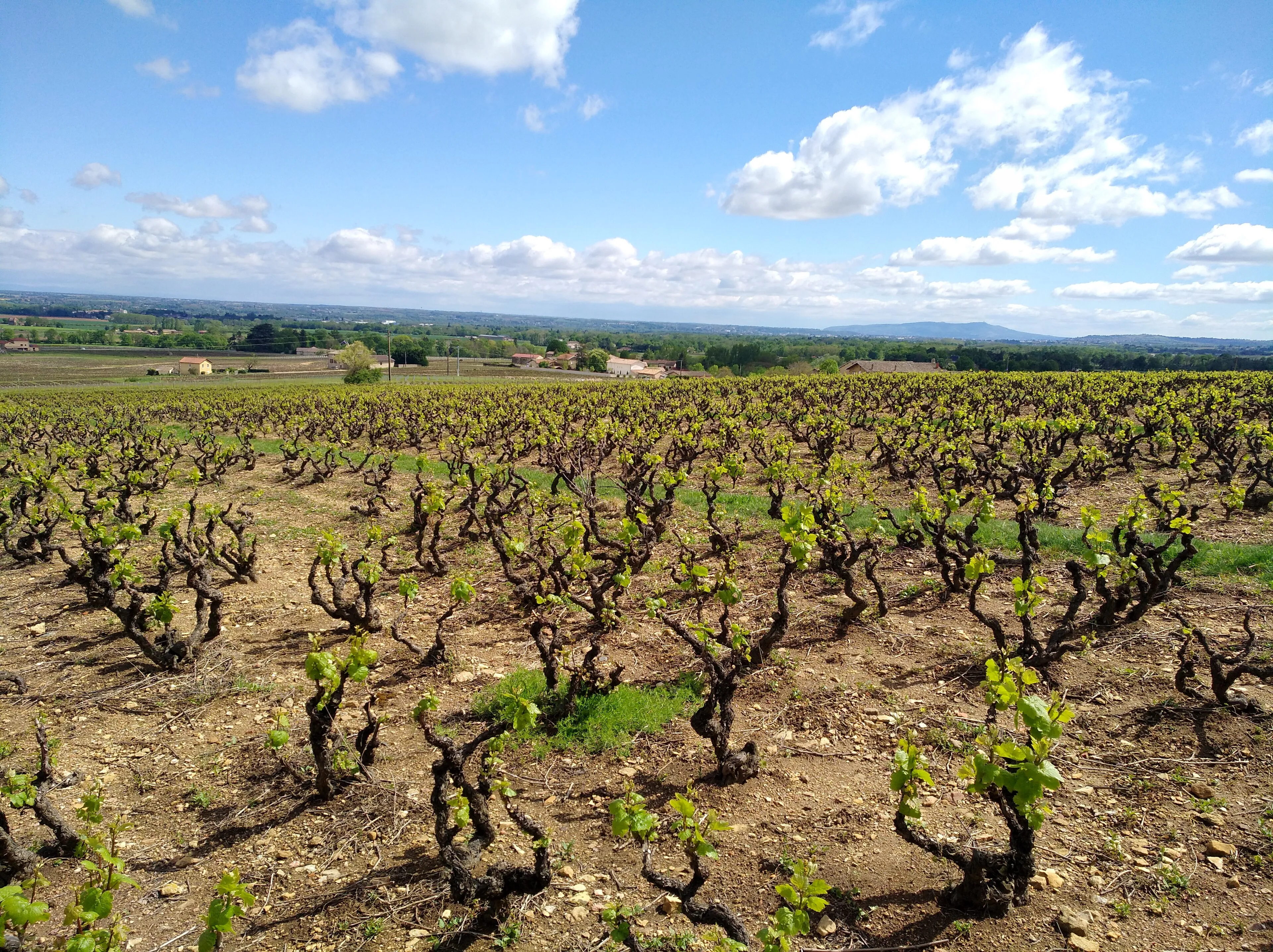 Vue de Charentay