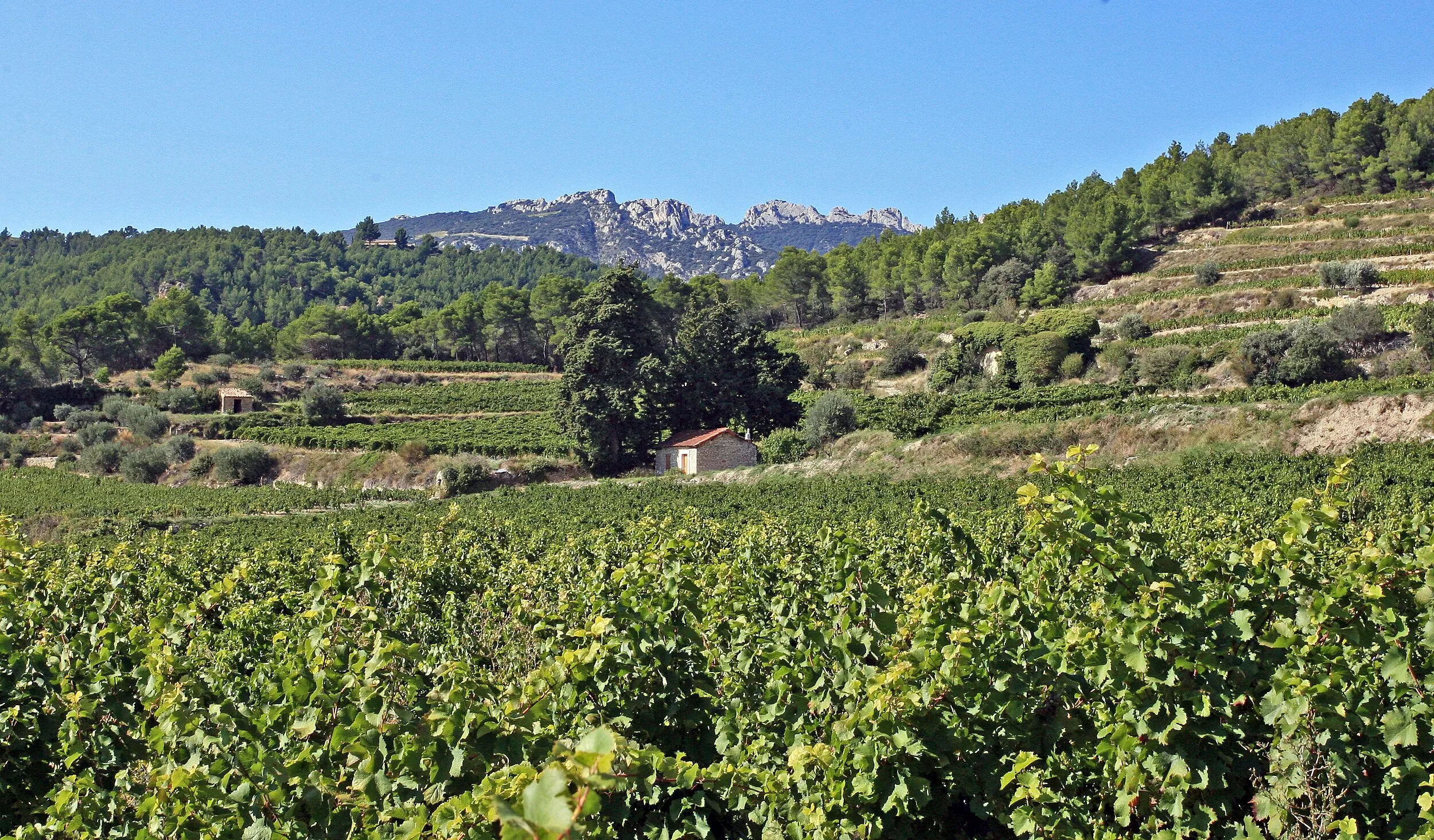 Vue de Beaumes-de-Venise
