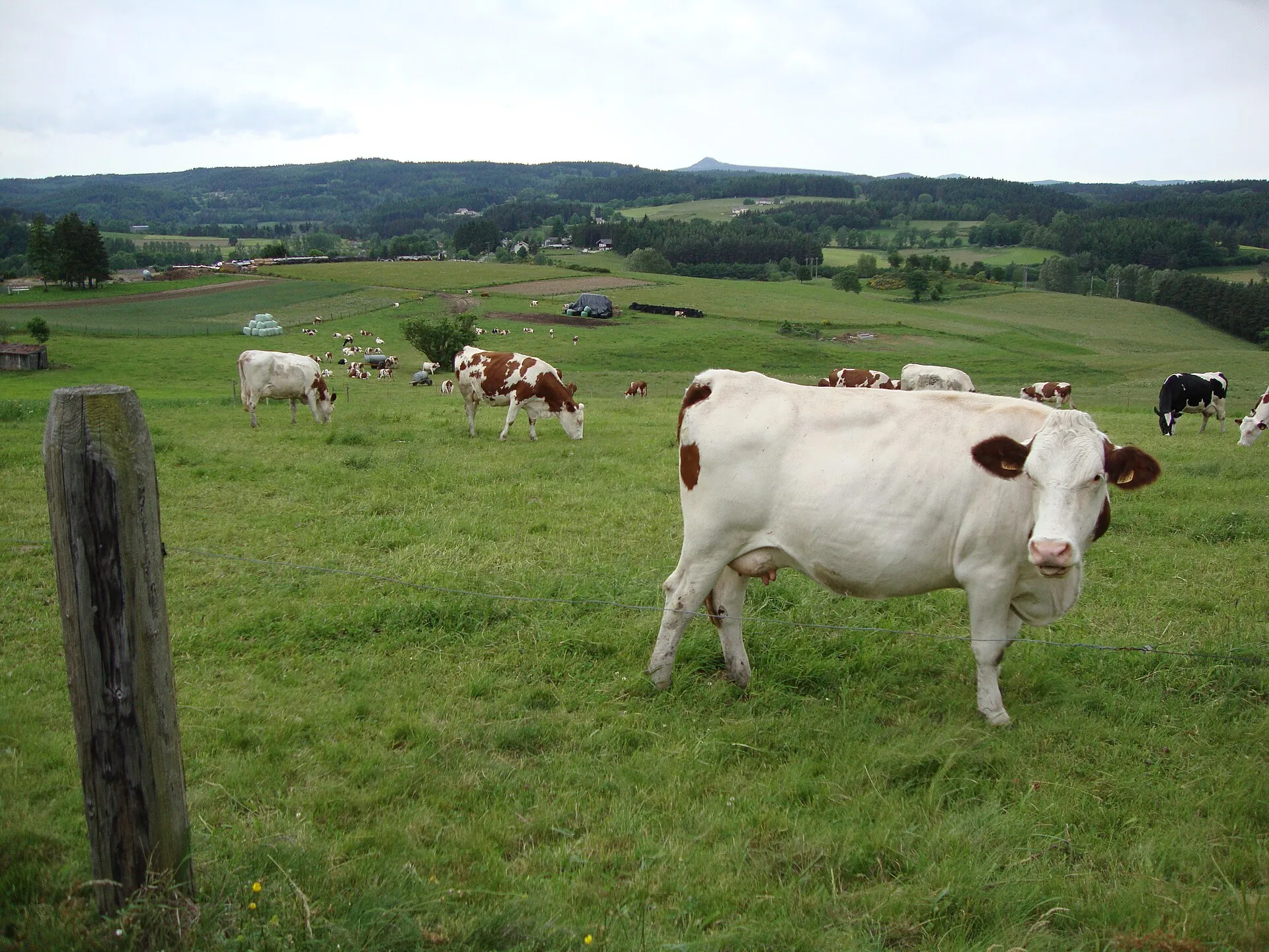 Haute-Loire